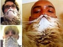 Latest internet meme 'bearding' is the cat's whiskers