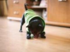 Bored at the office? The gadget that lets you play with your pet from your desk