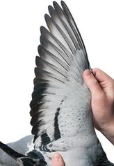 this is what a $400,000 pigeon looks like