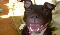 bacon lures pit bull back home after desperate search