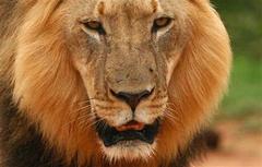 lion meat pulled from restaurant following public uproar