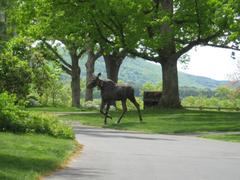 Additional Moose Sightings in Simsbury, Elsewhere