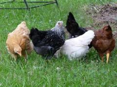 Have a Hen!
