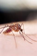 mosquito treatment program 'in best interest' of borough, eac says