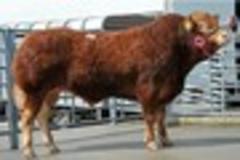supreme champion golddust sells for premium