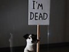 humorist steers clear of convention