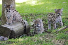 mountain lion study on track in north dakota